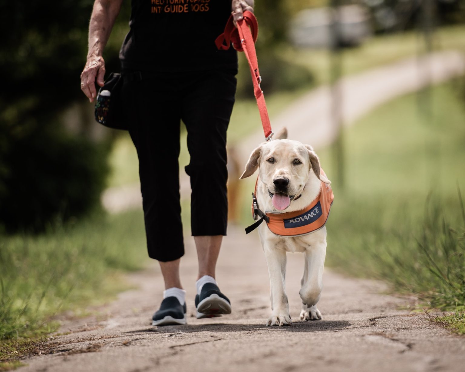 International Guide Dog Day Novo News Newcastle